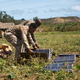 Setting up solar panels during the Advanced Warfighting Experiment in Hawaii. Source: Kyle Olson via The United State Marine Corps